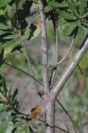 Image of Lance-leaved waxberry