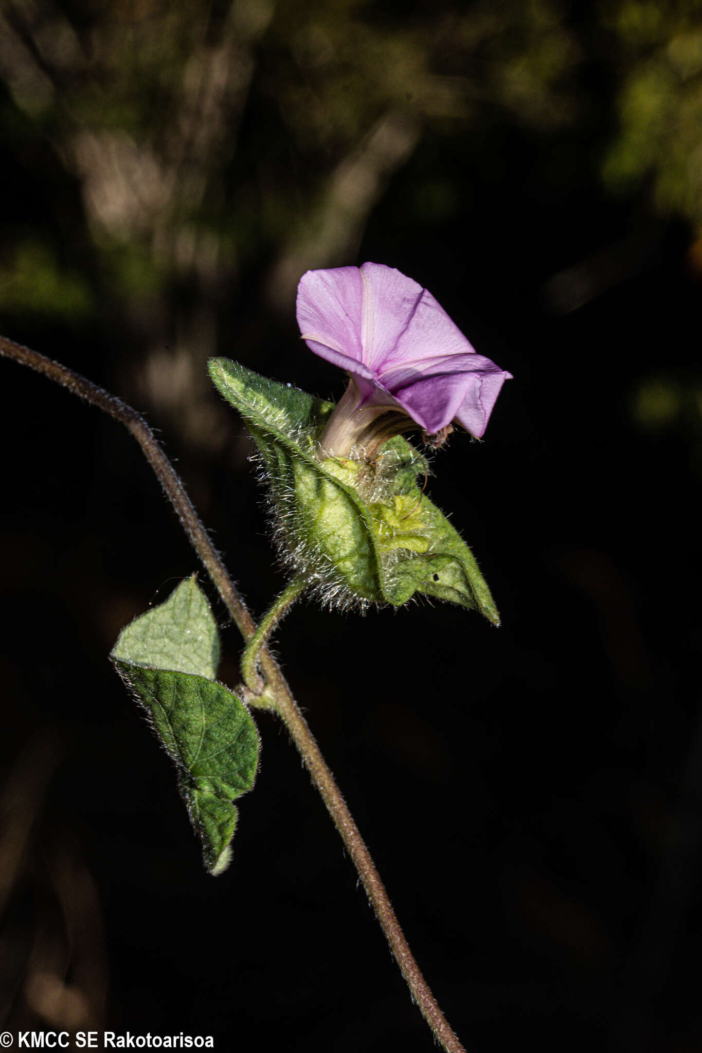 Image of Ipomoea involucrata Beauv.