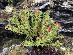 Image of Rhodiola quadrifida (Pallas) Fischer & Meyer