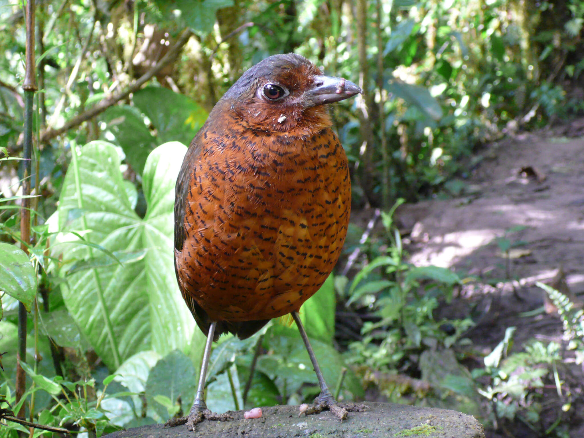 صورة Grallaria gigantea Lawrence 1866