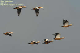 Image of Ruddy Shelduck