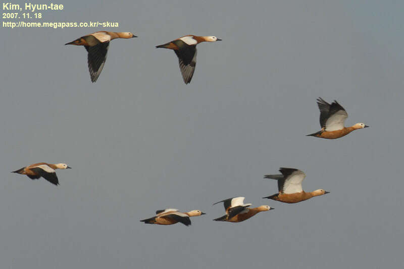 Image of Ruddy Shelduck