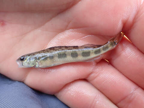 Image of Blackside Darter