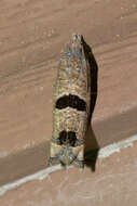 Image of Sunflower Bud Moth