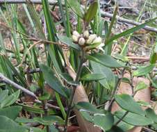 صورة Leichhardtia suaveolens (R. Br.) P. I. Forst.