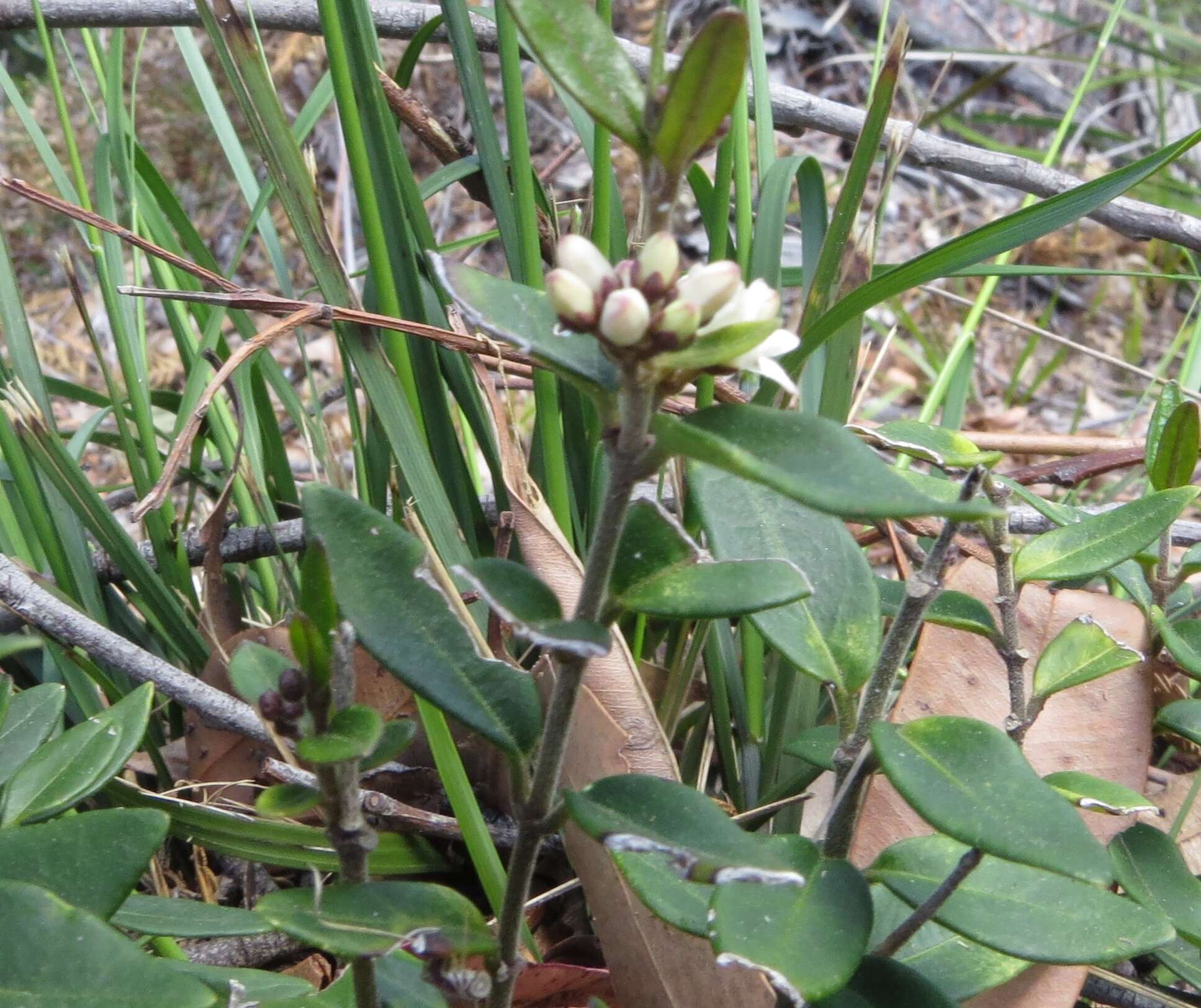 صورة Leichhardtia suaveolens (R. Br.) P. I. Forst.