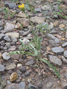 Imagem de Crepis foetida subsp. rhoeadifolia (M. Bieb.) Celak.