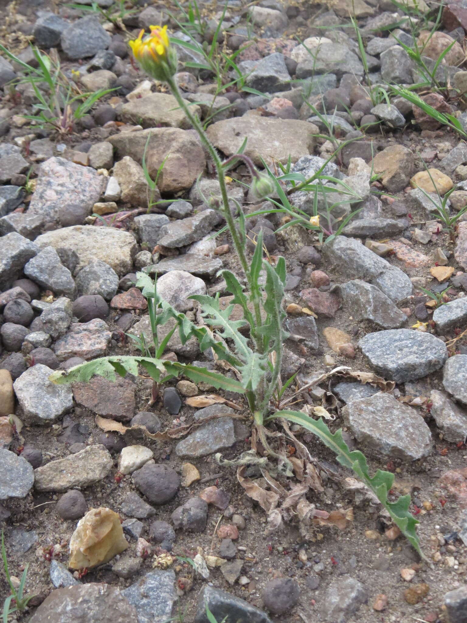 Sivun Crepis foetida subsp. rhoeadifolia (M. Bieb.) Celak. kuva