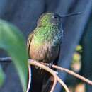 Image of Berylline Hummingbird