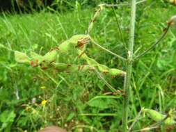 Image of Tweedy's ticktrefoil