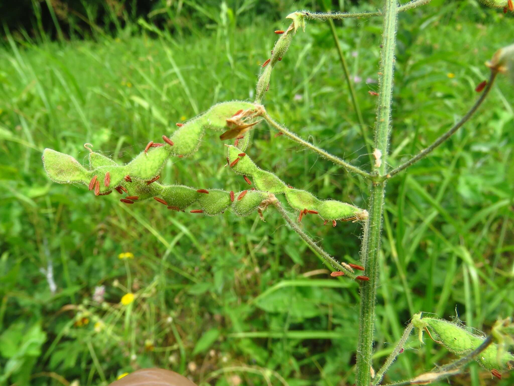 Image of Tweedy's ticktrefoil