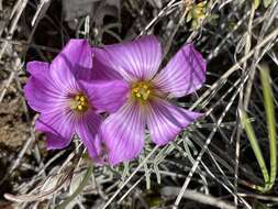 Image of Oxalis laciniata Cav.