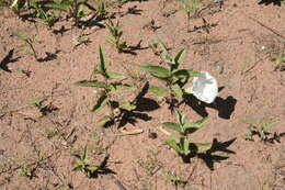 Image of low false bindweed