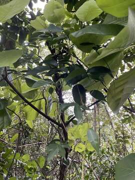 Image of Claoxylon indicum (Reinw. ex Blume) Hassk.