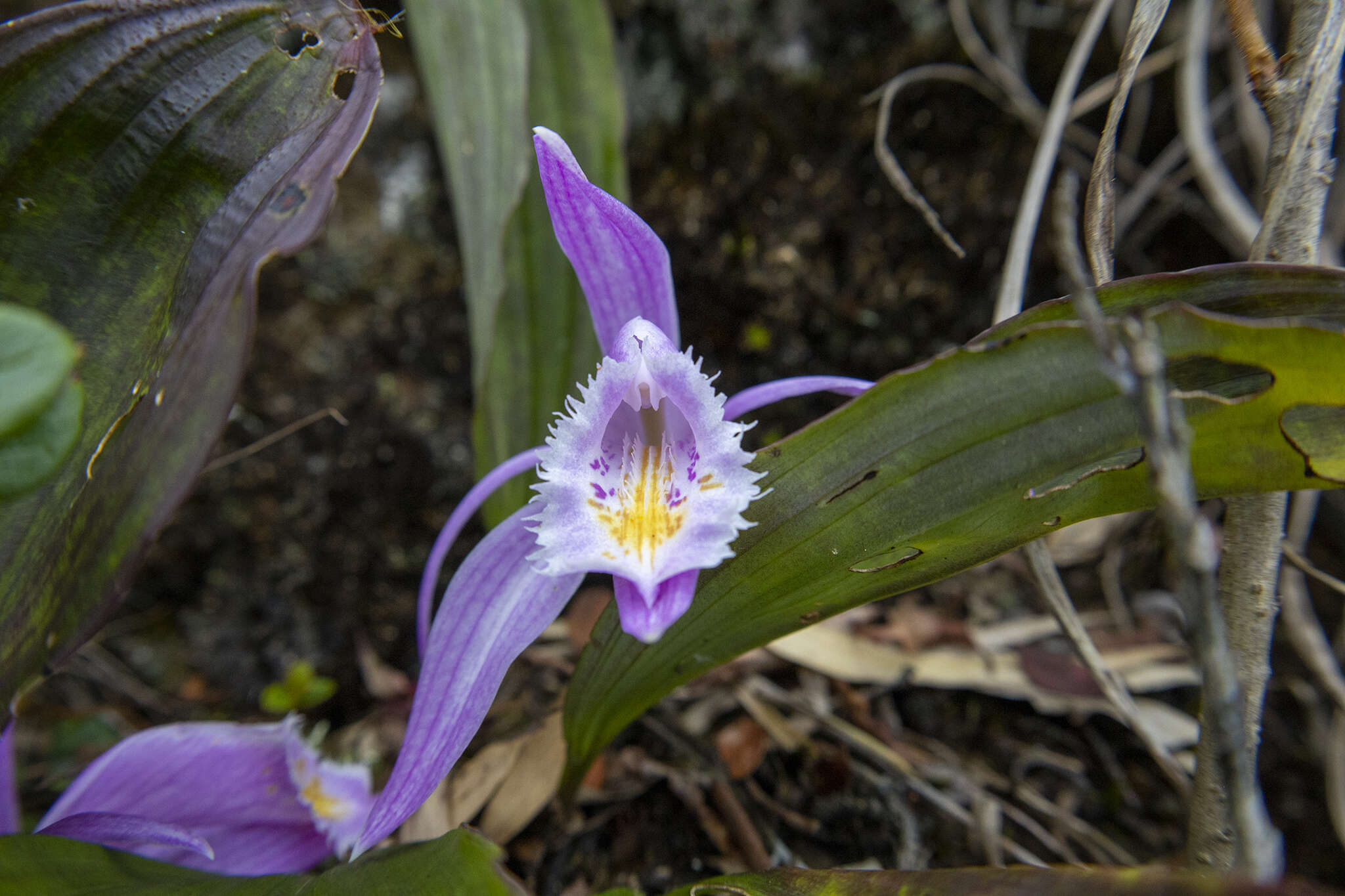 Plancia ëd Pleione praecox (Sm.) D. Don