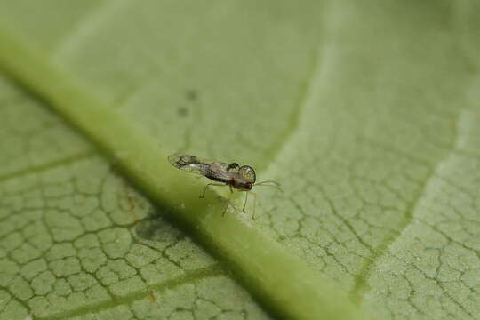 Image of azalea lace bug