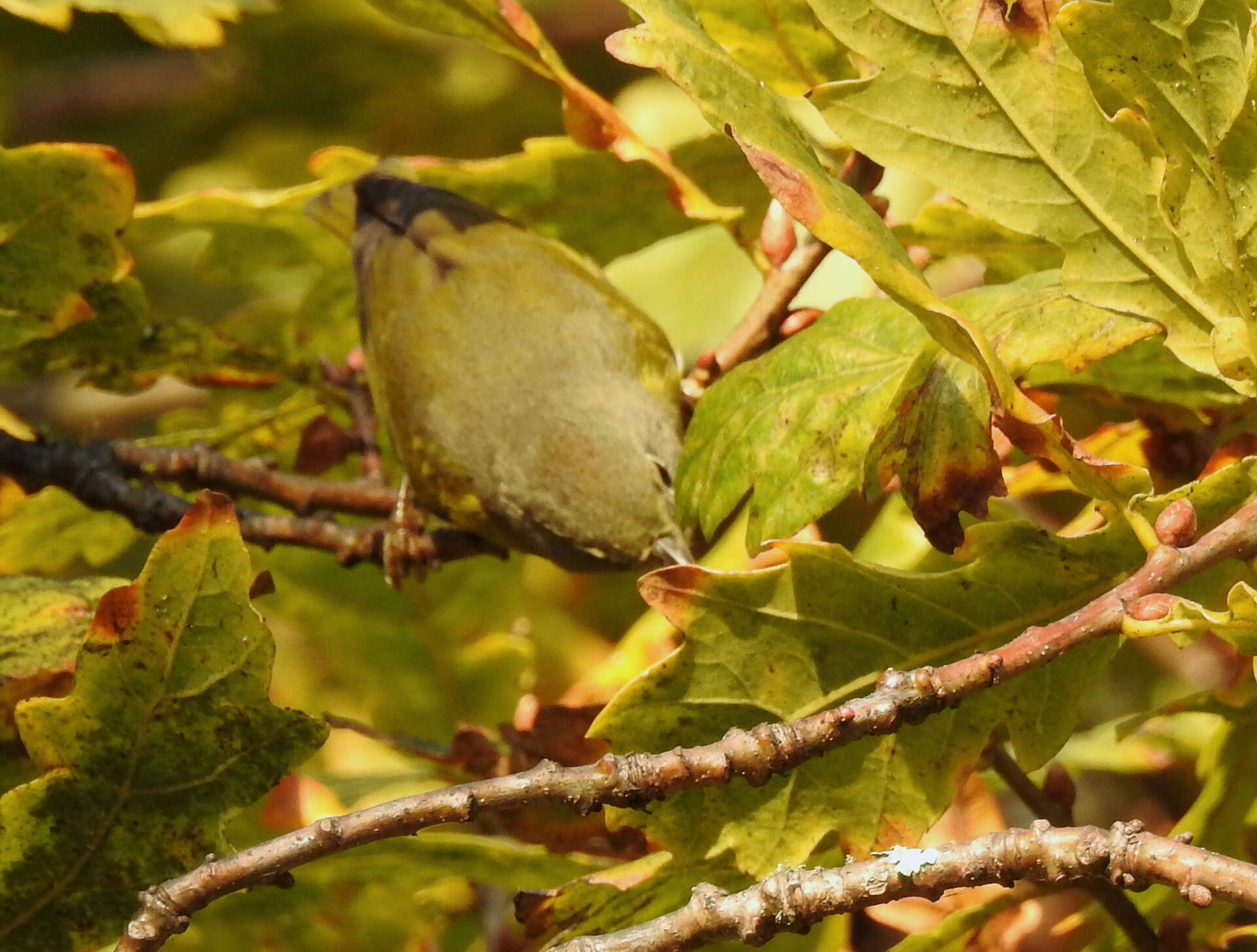 Leiothlypis ruficapilla ridgwayi (Van Rossem 1929) resmi