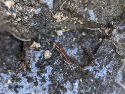 Image of Antarctic Midge