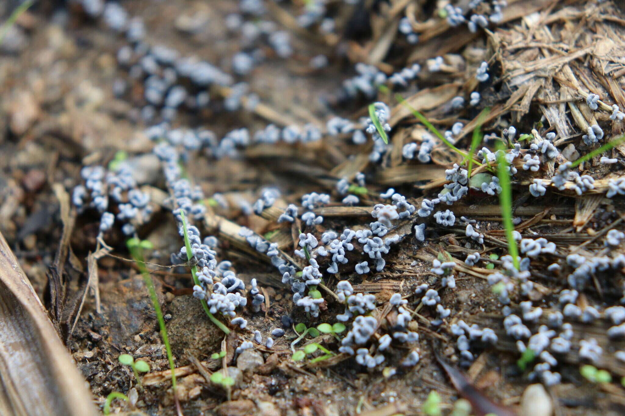 Image of Physarum compressum