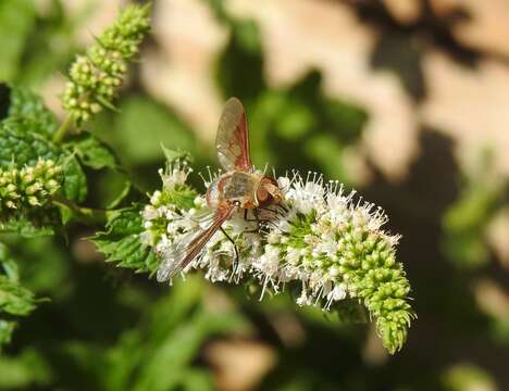 Слика од Ligyra cingulata (Wulp 1885)