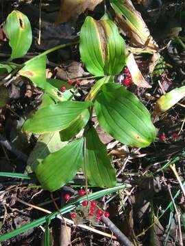 Image of Maianthemum japonicum (A. Gray) La Frankie