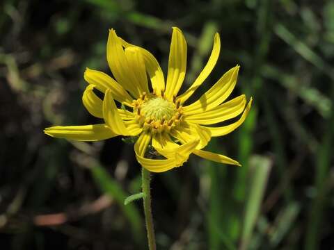 Imagem de Phoebanthus grandiflora (Torr. & A. Gray) Blake