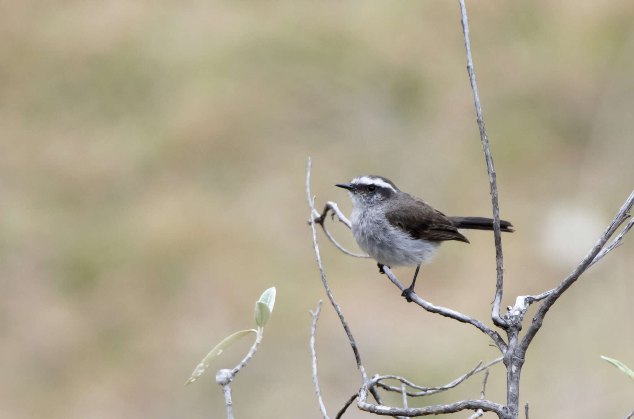 Ochthoeca leucophrys (d'Orbigny & Lafresnaye 1837)的圖片