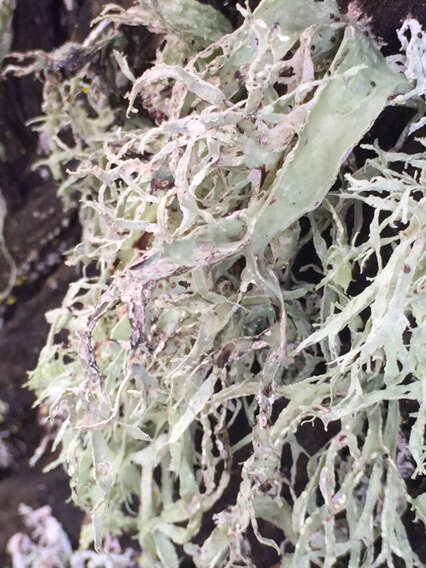 Ramalina farinacea (L.) Ach.的圖片