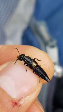 Image of Rove beetle