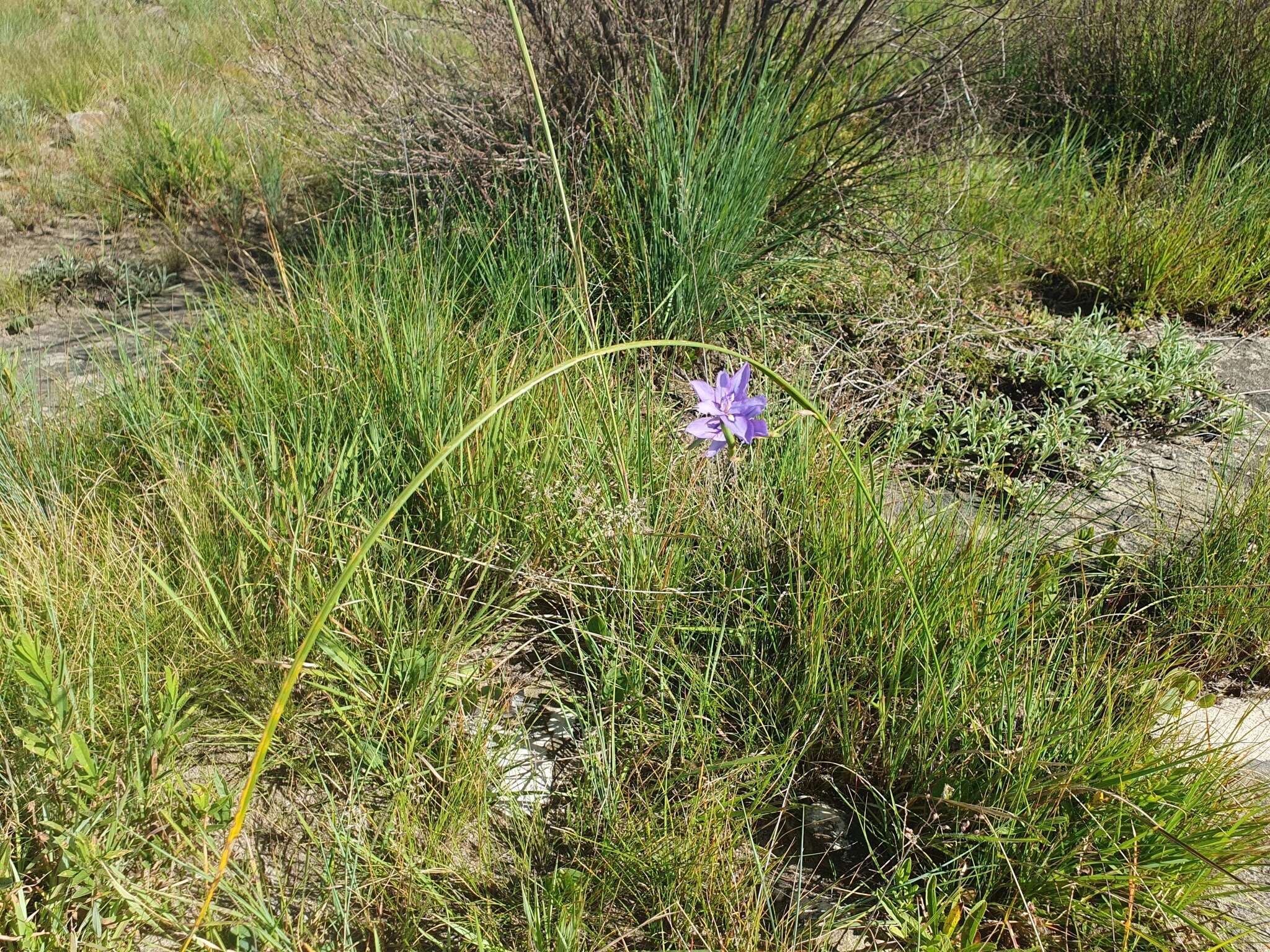 Image of Moraea inclinata Goldblatt