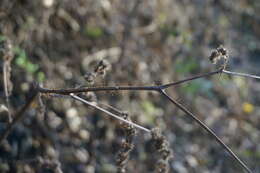 Imagem de Girardinia diversifolia subsp. suborbiculata (C. J. Chen) C. J. Chen & Friis