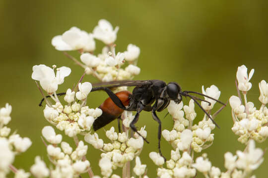 Image of Anoplius infuscatus (Vander Linden 1827)