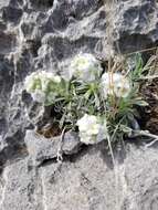 Image of roundspike cryptantha