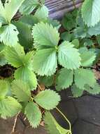 Image of woodland strawberry