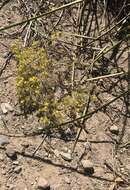 Image of manybristle chinchweed