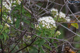 Image of Ageratina brevipes (DC.) R. King & H. Rob.