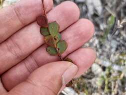 Image of Australian Native Rose