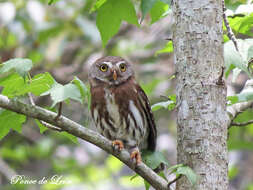 Image of Tamaulipas Pygmy Owl