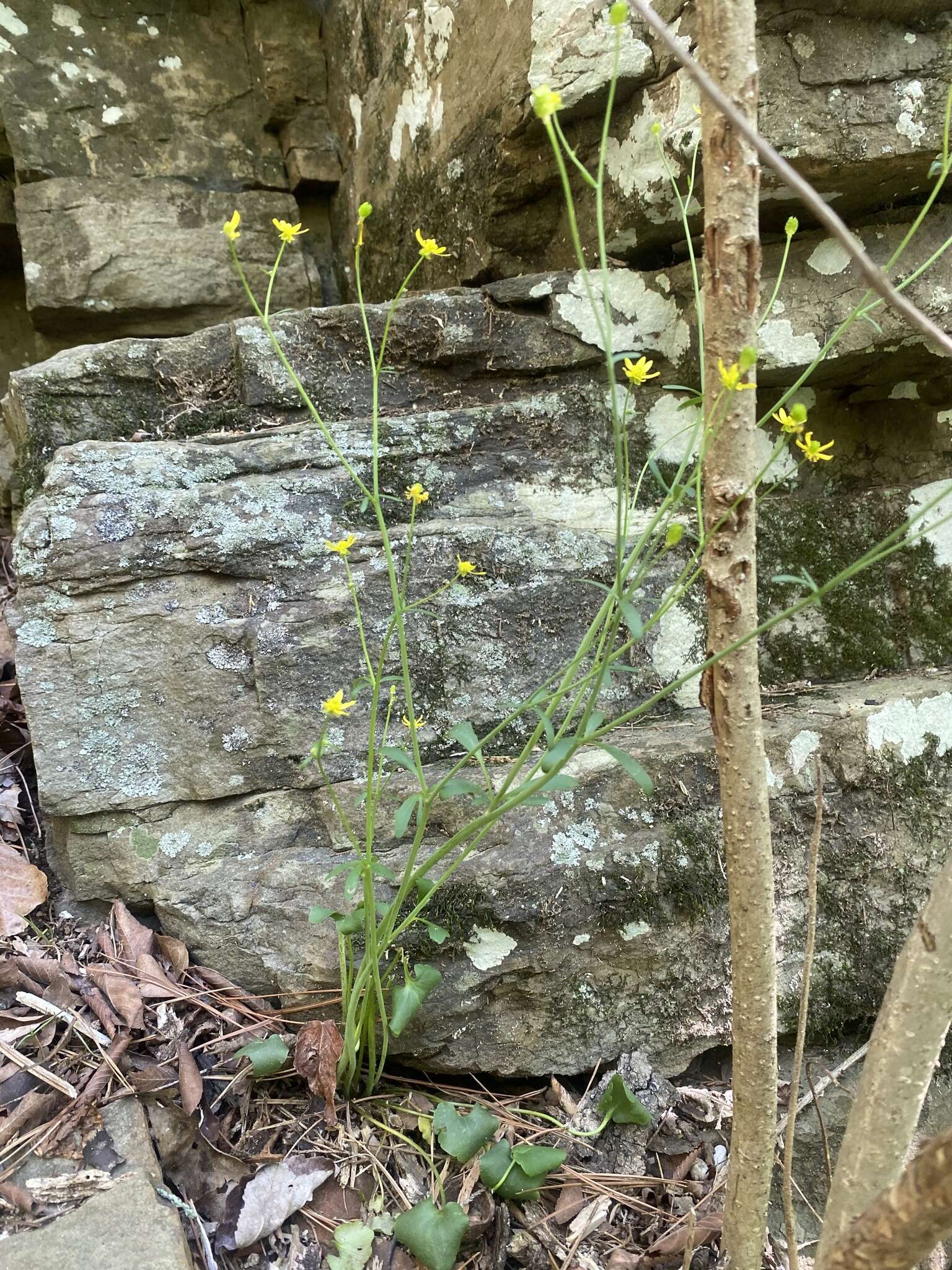 Ranunculus harveyi (A. Gray) Greene的圖片