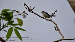 Image of White-browed Gnatcatcher