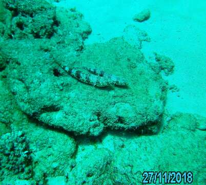 Image of Variegated lizardfish