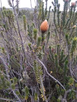 Image of flower of the Andes