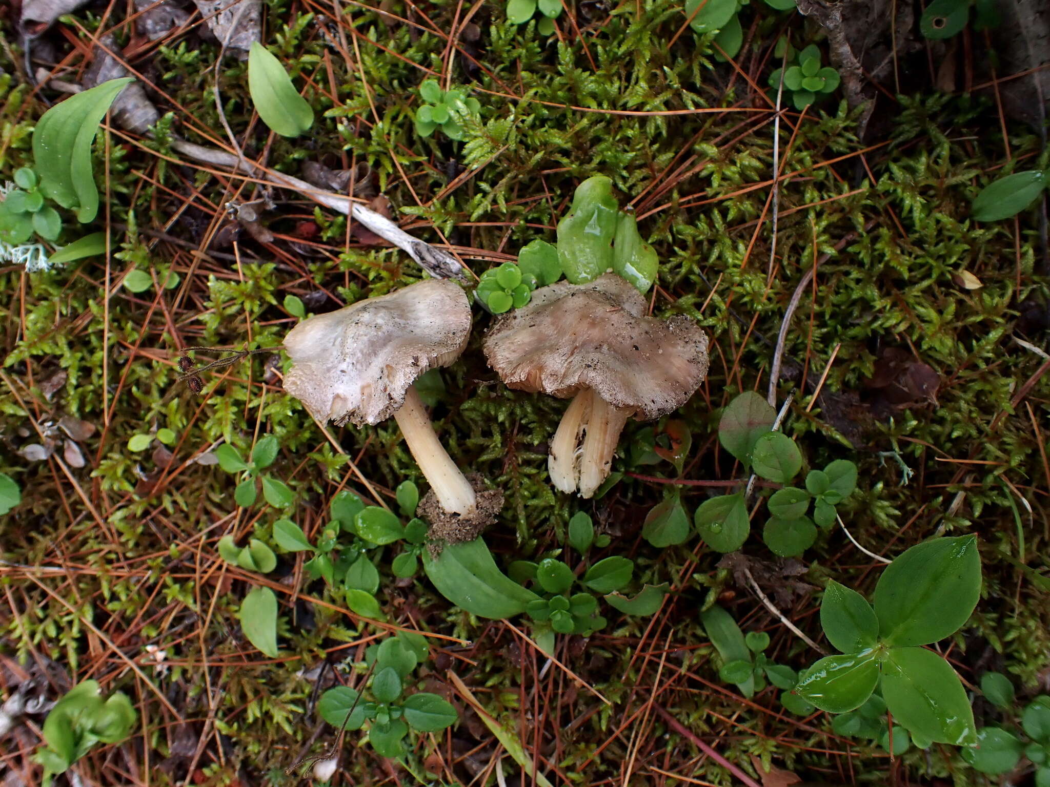 Plancia ëd Inocybe acriolens Grund & D. E. Stuntz 1975