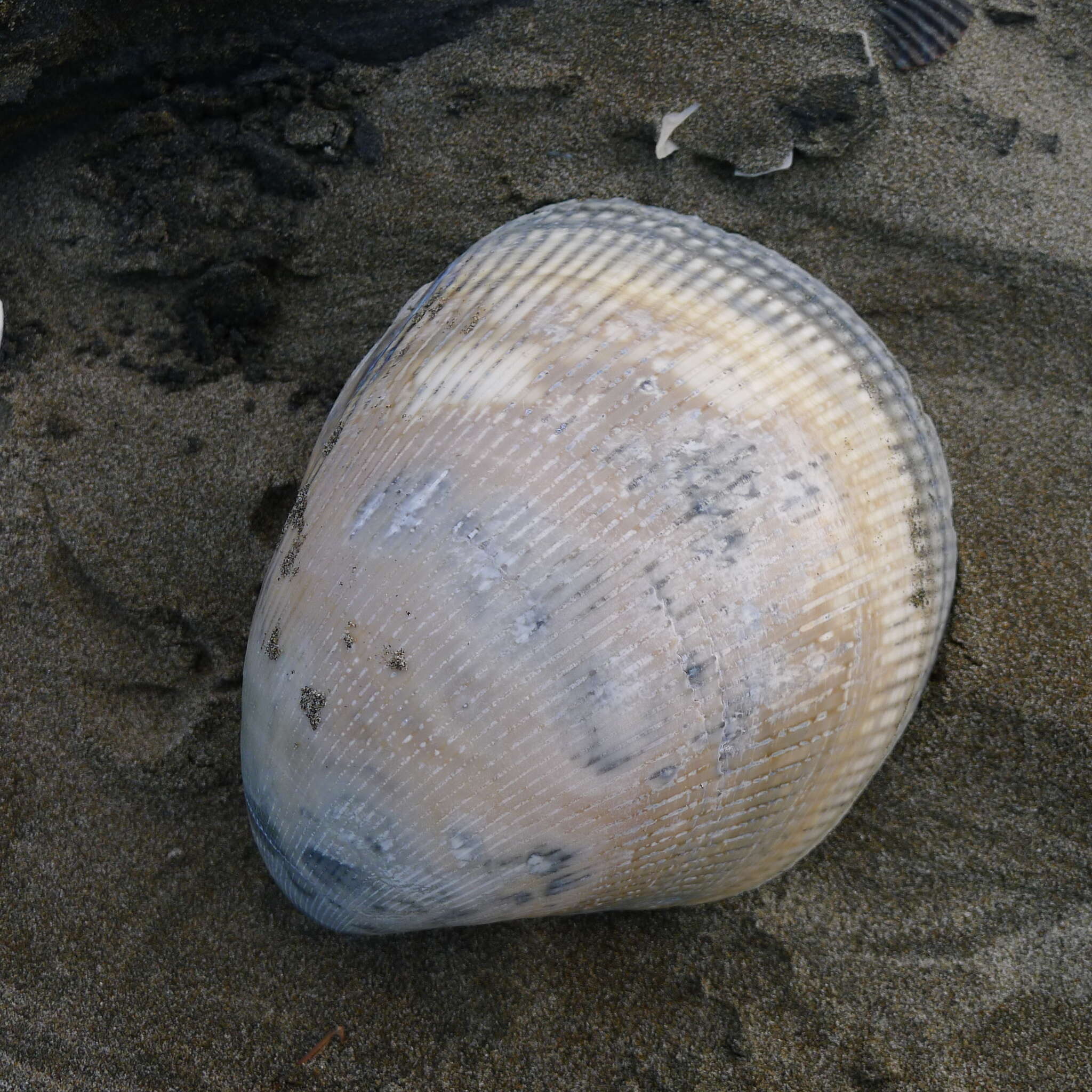 Image of giant Pacific eggcockle