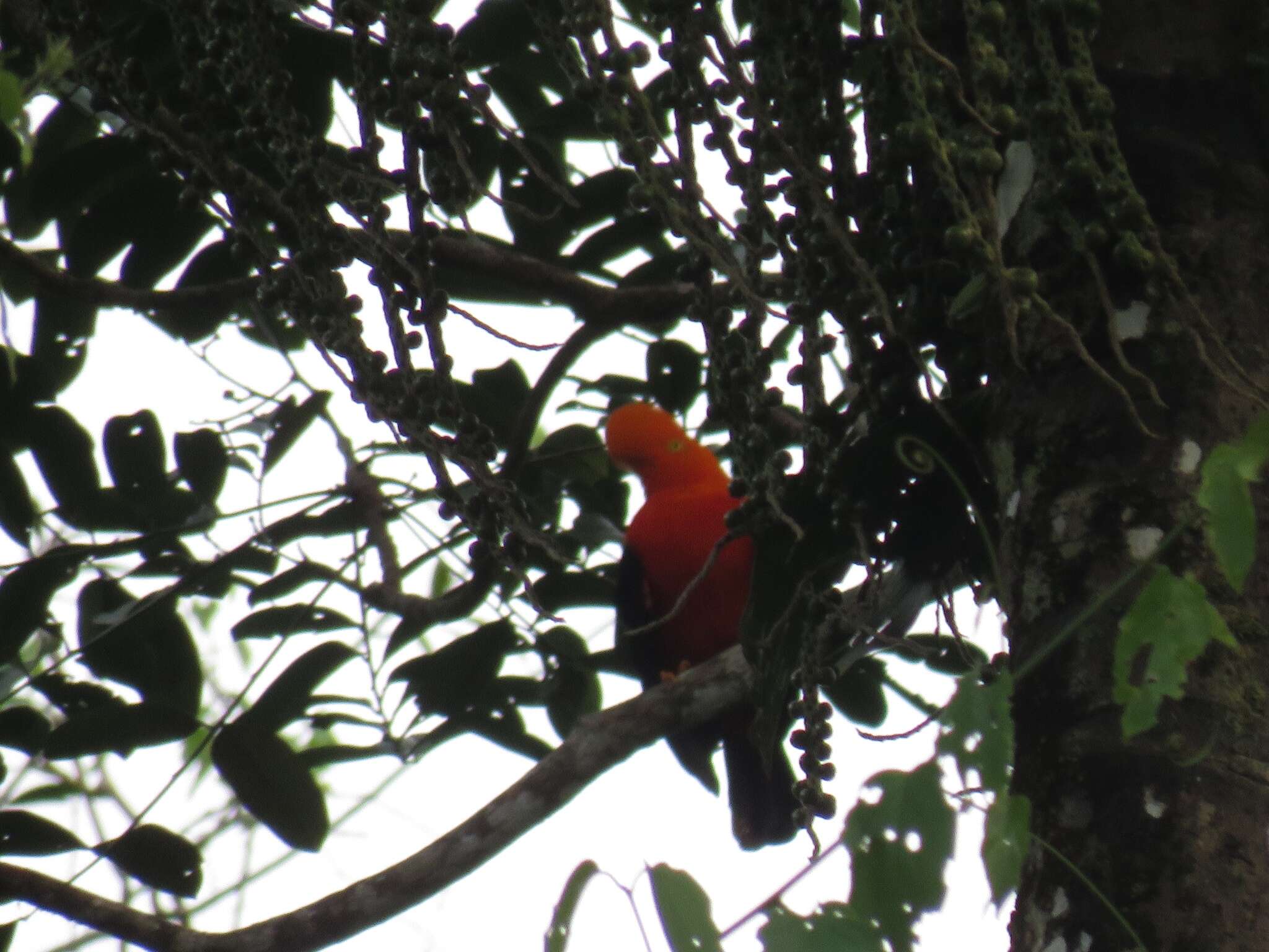 Plancia ëd Rupicola peruvianus aequatorialis Taczanowski 1889