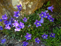 Image of Campanula saxifraga subsp. saxifraga