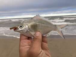 Image of Silver surfperch