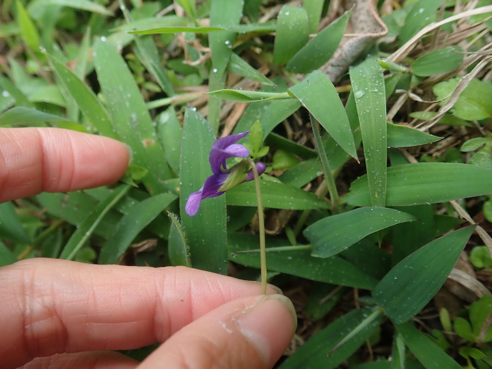 Image of Viola prionantha subsp. confusa (Champion ex Benth.) Y. S. Chen