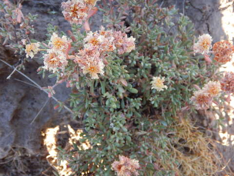 Image of rock buckwheat