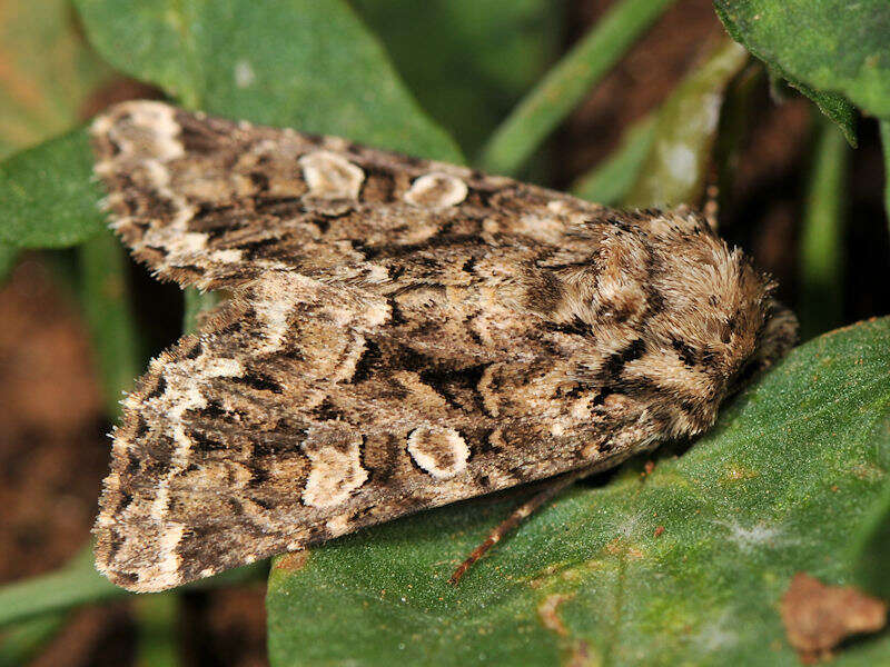 Image of tawny shears